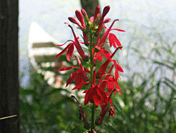 A cardinal flower